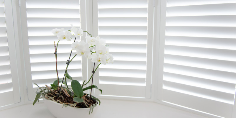 Why You Should Invest in Window Shutters